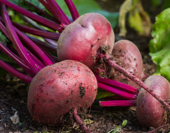 The Suprising Vegetables You Can Grown in Your Own Garden!