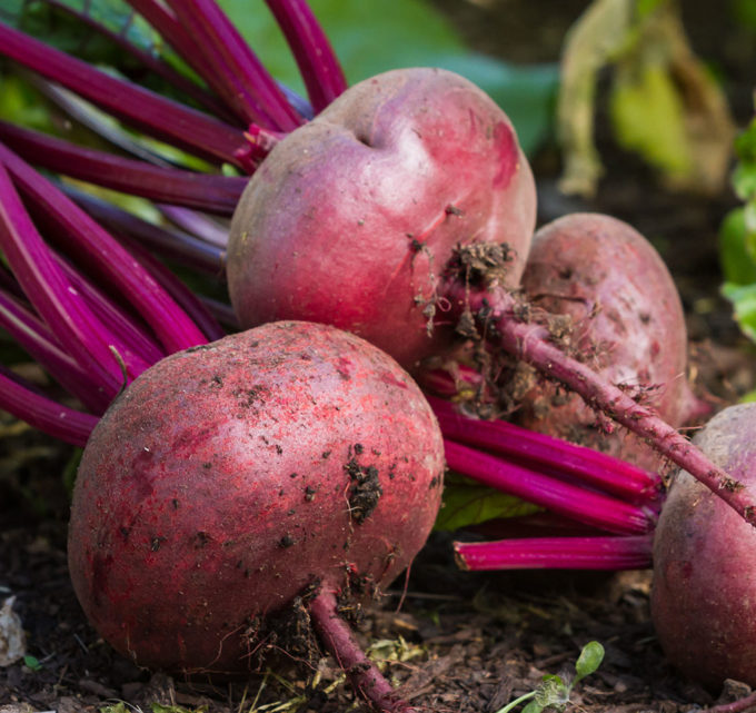 The Suprising Vegetables You Can Grown in Your Own Garden!